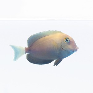 Acanthurus auranticavus M - Pokolec 