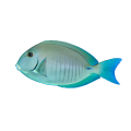 Acanthurus_chirurgus.png