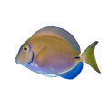 Acanthurus-tractus.png