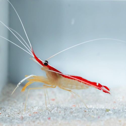 LYSMATA AMBOINENSIS krewetka czyszcząca S