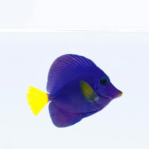 Zebrasoma xanthurum (L) - zebrasoma niebiesko-żółta