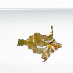 Acreichthys tomentosus (M) - brzydal