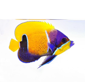 Pomacanthus navarchus (M/L)