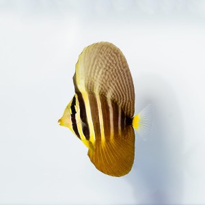 Zebrasoma veliferum (S) - zebrasoma żaglopłetwa