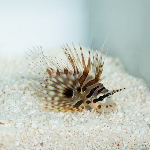 Dendrochirus zebra S - skrzydlica