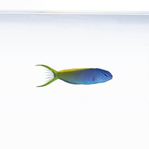 Meiacanthus atrodorsalis