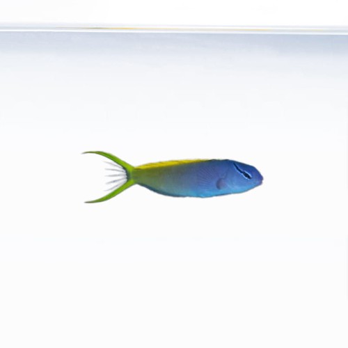 Meiacanthus atrodorsalis