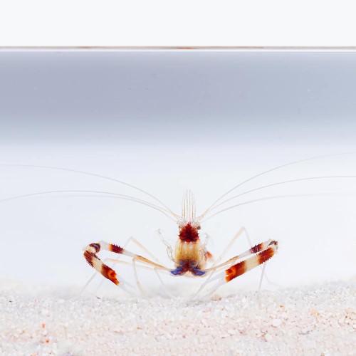 STENOPUS HISPIDUS Krewetka boksująca S