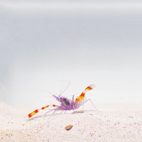 Stenopus tenuirostris - Krewetka boksująca XS