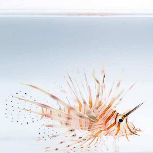 Pterois violitans (S) skrzydlica