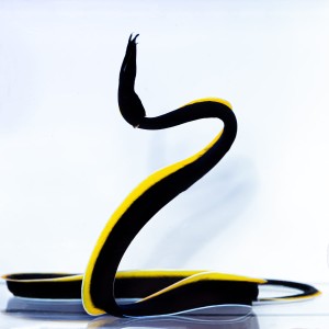 Rhinomuraena quaesita (M) - murena wstążkowa (BLACK)