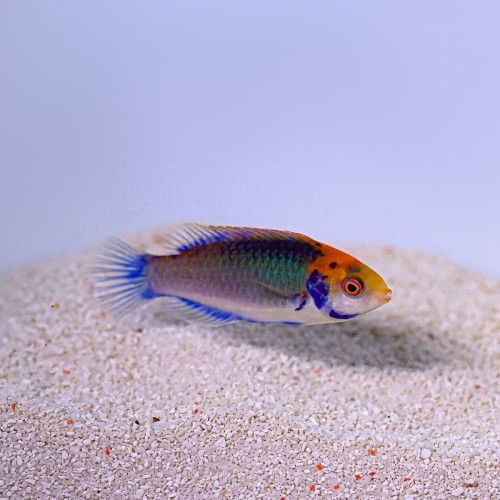 Cirrhilabrus aquamarinus (S) - Wargacz