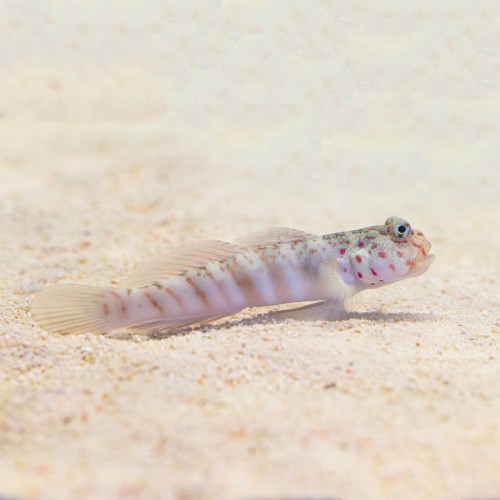 Cryptocentrus leptocephalus (M) babka