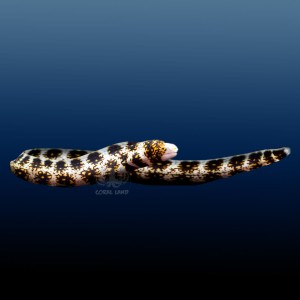 Echidna nebulosa (S) Murena gwiaździsta