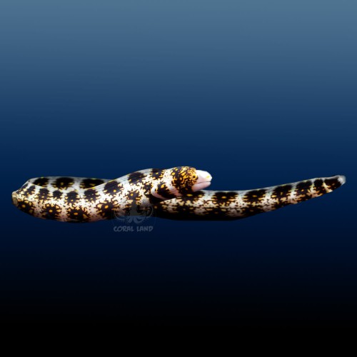 Echidna nebulosa (S) Murena gwiaździsta