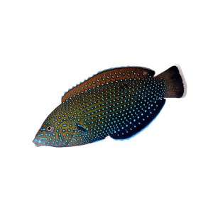 Anampses caeruleopunctatus (M) - Wargacz