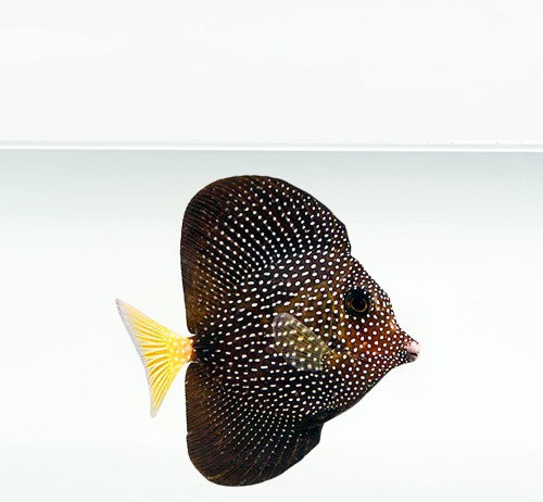 Zebrasoma Gemmatum (M) pstrzyca plamista