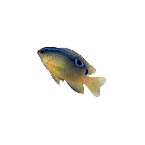 Chrysiptera brownriggii