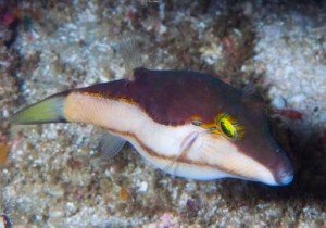 Canthigaster smithae
