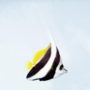 Heniochus acuminatus (L) Motylek czarnopręgi 