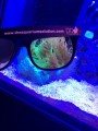 D-D Coral Viewing Glasses - okulary z filtrem
