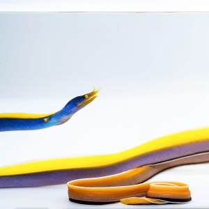 Rhinomuraena quaesita (M) - Murena wstążkowa (BLUE)