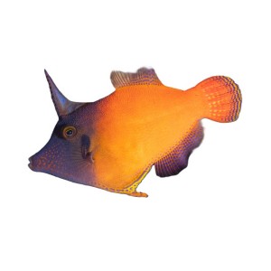 Pervagor Melanocephalus