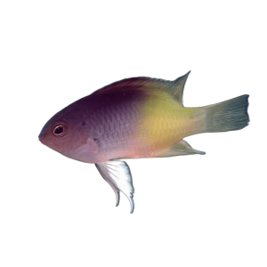 Chrysiptera rollandi