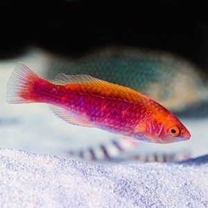 Cirrhilabrus lubbocki (M) - Wargacz (samiec)