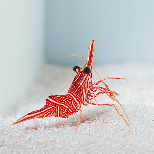 RHYNCHOCINETES DURBANENSIS krewetka tańcząca