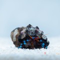 Calcinus Elegans Krab pustelnik (L)