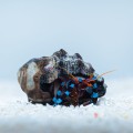Calcinus Elegans Krab pustelnik (L)