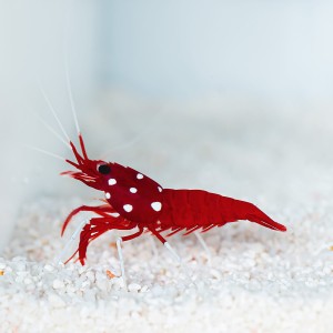 Lysmata debelius - krewetka szkarłatna 