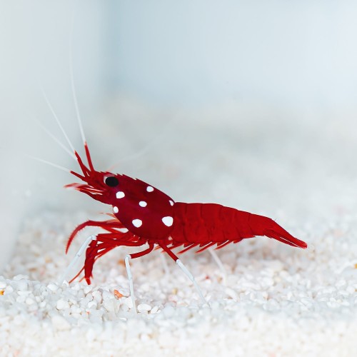 Lysmata debelius - Krewetka Szkarłatna