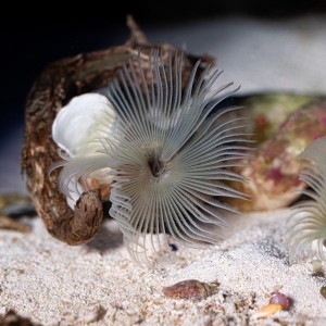 Sabellastarte spectabilis - rurówka żółta 