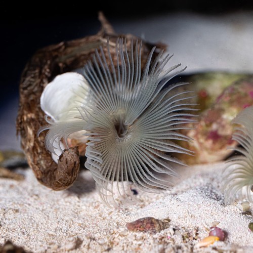 Sabellastarte spectabilis - rurówka żółta