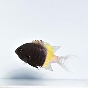 Chromis dimidiata