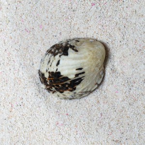 Nerita polita -  ślimak turbo 