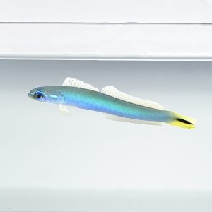 Ptereleotris heteroptera