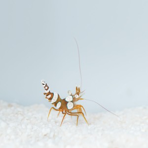 Thor amboinensis - sexy krewetka