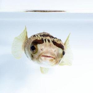 Diodon holocanthus - najeżka