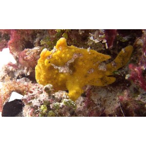 Antennarius maculatus (yelllow) (M/L)