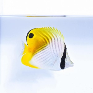 Chaetodon auriga (M) - ustnik pawik