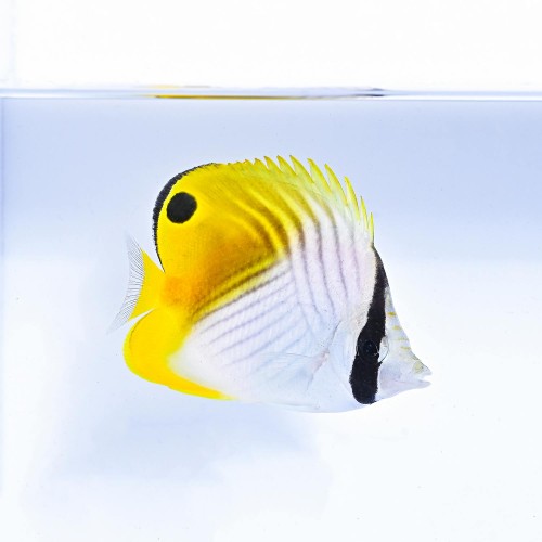 Chaetodon auriga (M) Ustnik pawik