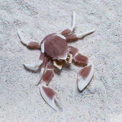 Neopetrolisthes sp. krab porcelanowy
