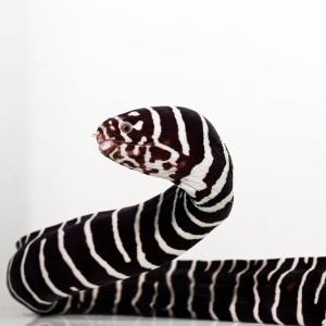 Echidna zebra (M) - murena