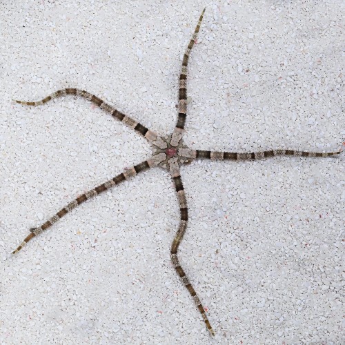 Ophiolepis superba Wężowidło