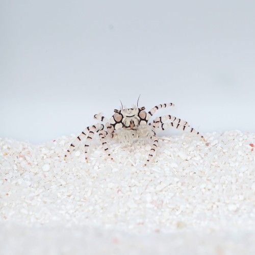 Lybia tesselata krab pomponiarz