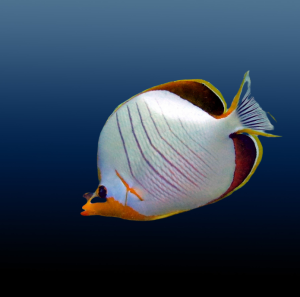 Chaetodon xanthocephalus