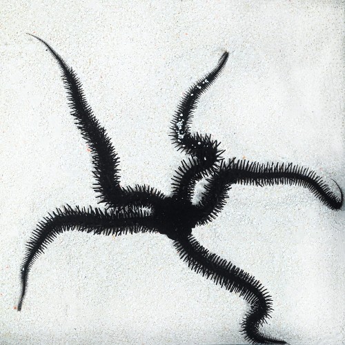 Ophiocoma erinaceus - wężowidło czarne